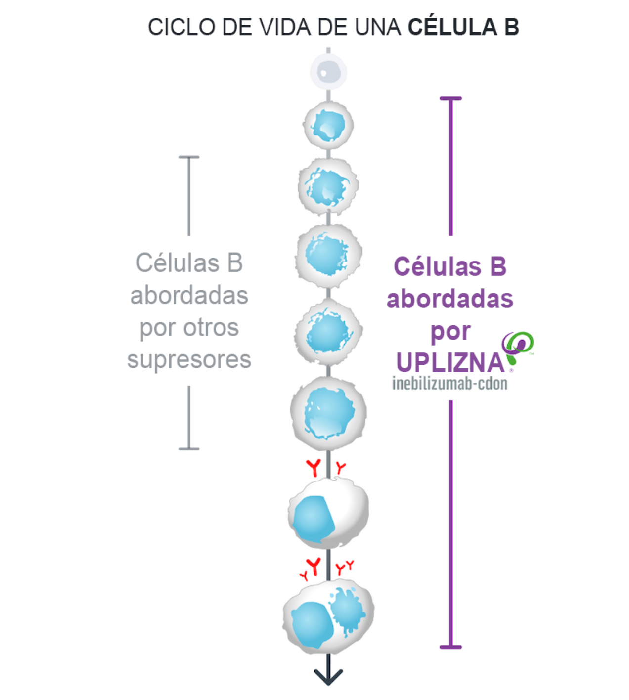 Diagrama que muestra cómo UPLIZNA ataca y destruye las células B en casi todas las etapas de su ciclo de vida