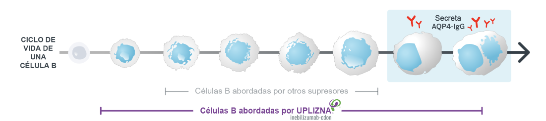 Diagrama que muestra cómo UPLIZNA ataca y destruye las células B en casi todas las etapas de su ciclo de vida